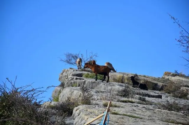 National Bighorn Sheep Center