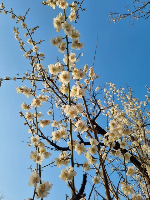 Cheonggyecheon Plum Road
