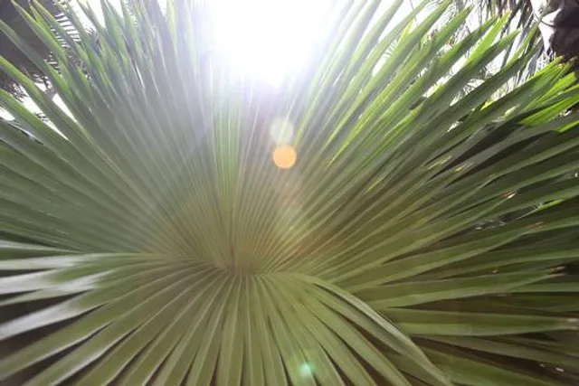 Gizella Kopsick Palm Arboretum