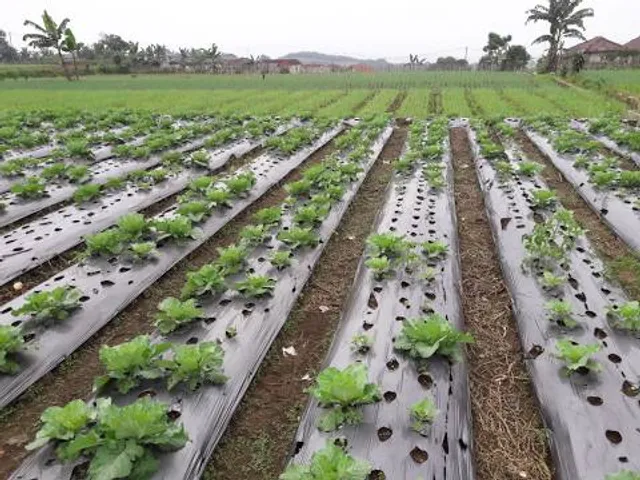 Dam (Bendungan) Jati