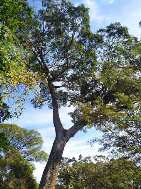 Área de Relevante Interesse Ecológico Mata de Santa Genebra