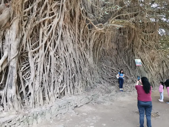 Arbol de las Mil Raices