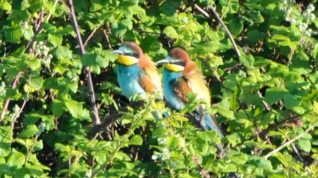 RSPB Bee Eaters Viewpoint