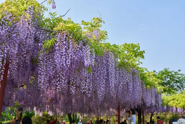 Jiading Wistaria Garden