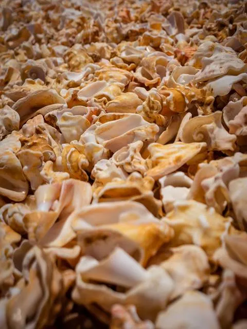 Shell Cemetery Beach