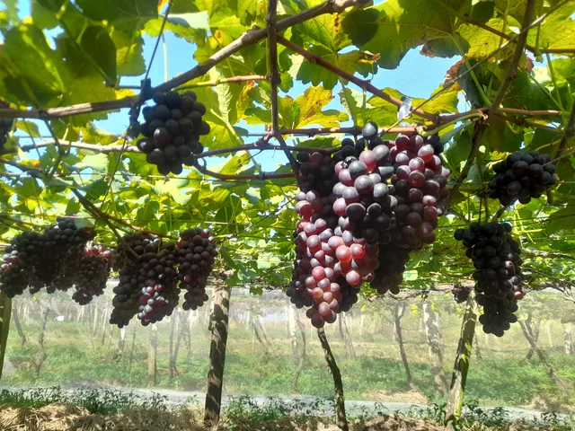 Região Imediata de Jales