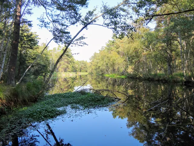 Großes Ribnitzer Moor