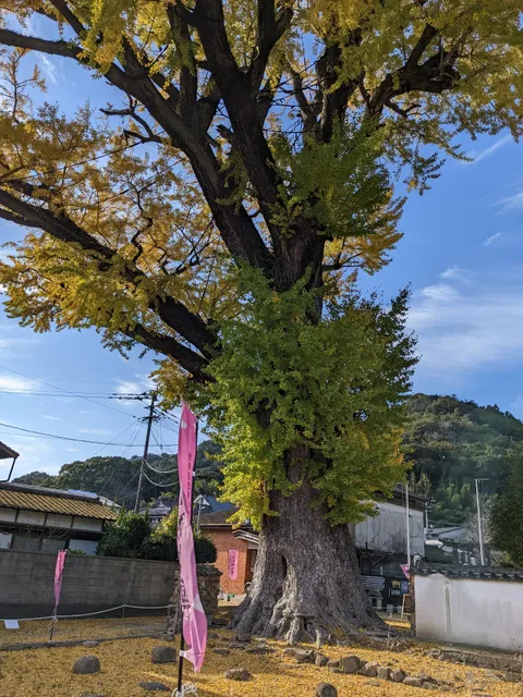 Ginkgo Tree of Arita