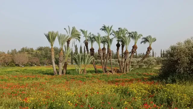 Agios Georgios Mavrovouniou