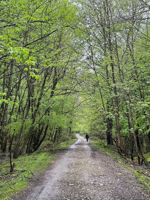 جنگل ایزدشهر