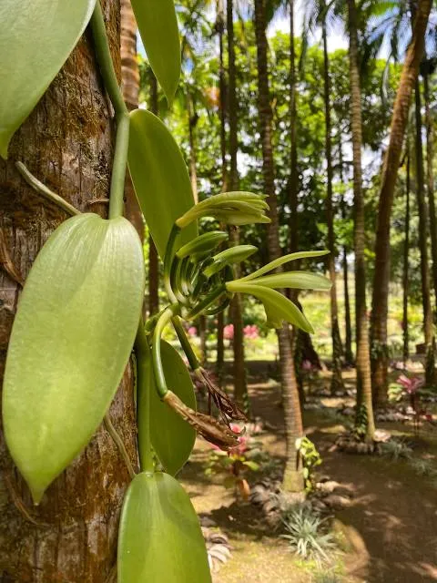 La Vallée de Ferney