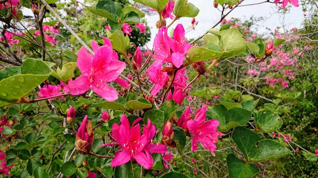 Shibukawatsutsuji Park