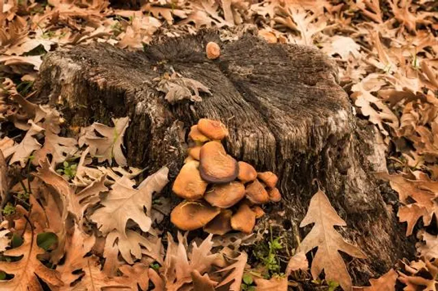 Kasteel 'Huys ter Horst'