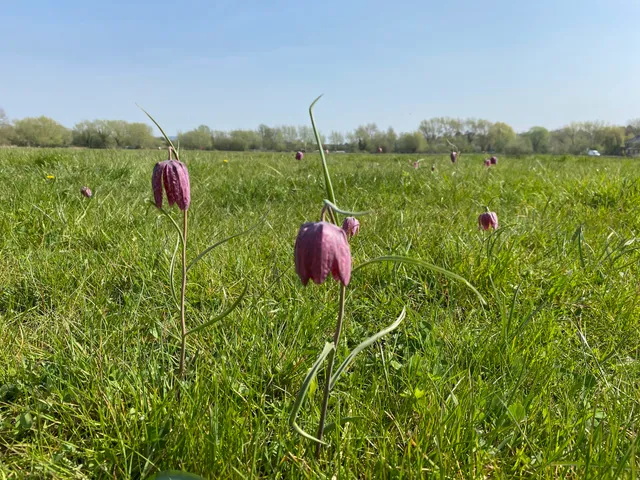 Iffley Meadows