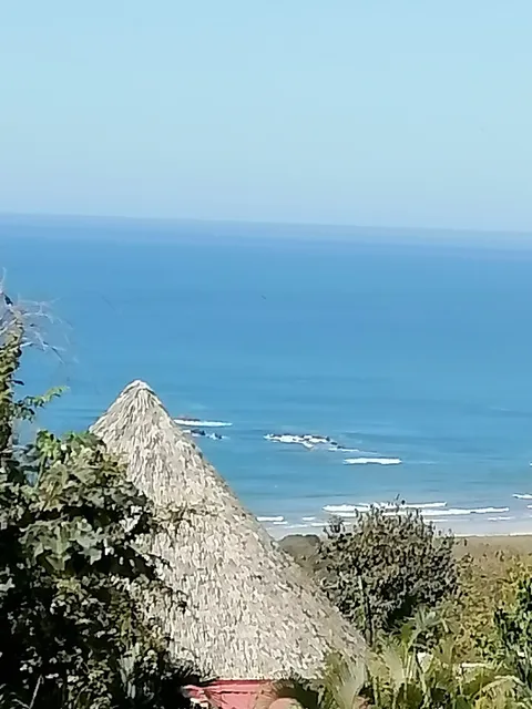 International Animal Rescue