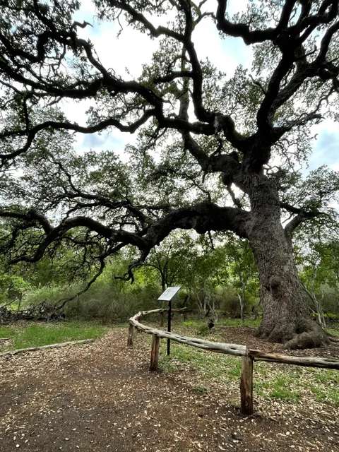 Phil Hardberger Park (East)