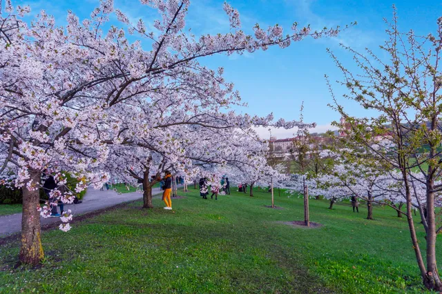 Chiune Sugihara Sakura Park