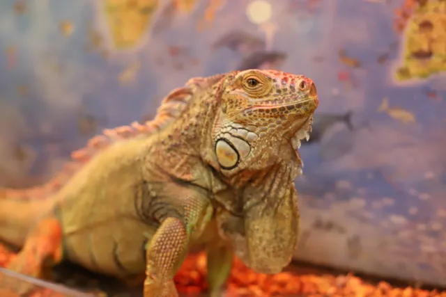 Трогательный Зоопарк