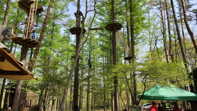 Forest Adventure Fuji