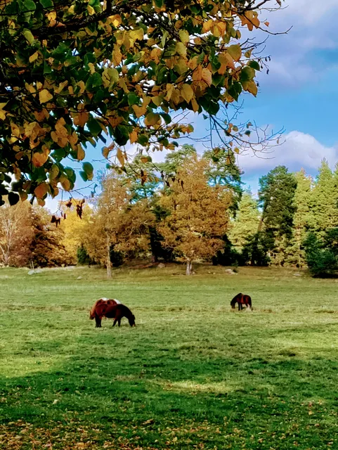 Molnsättra naturreservat