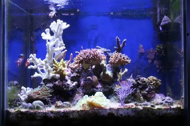 Theme Park Marine Aquarium GmbH