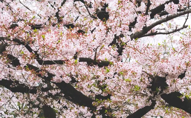 Daihatsu Kyushu Sports Park Osada