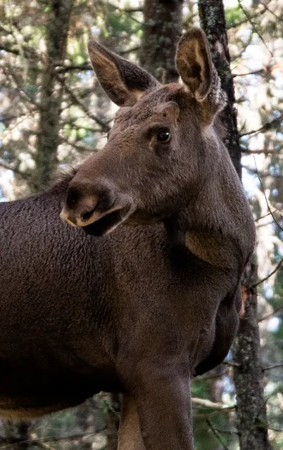 Dalslands Moose Ranch