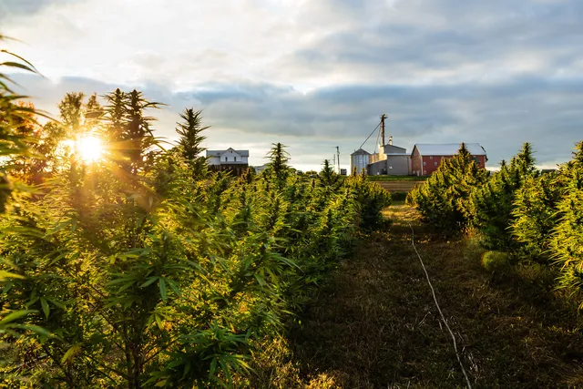 Innovative Extracts CBD