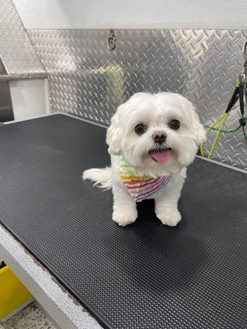 Mobile Pet Grooming Miami