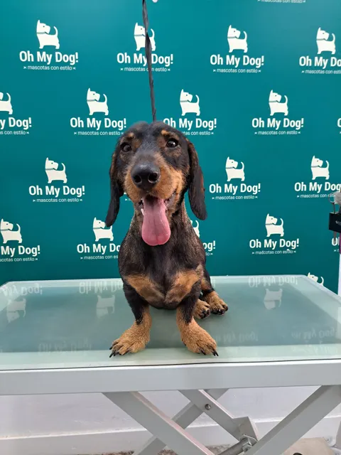 Oh My Dog! Peluquería, Boutique y Guardería Canina y Felina