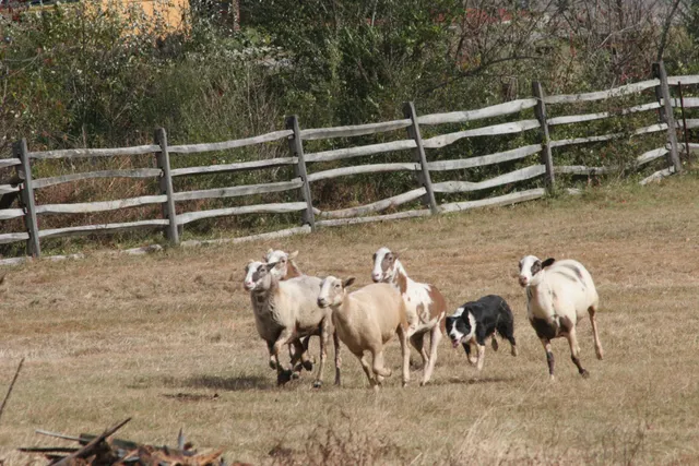 Blue Ridge Folklife Festival