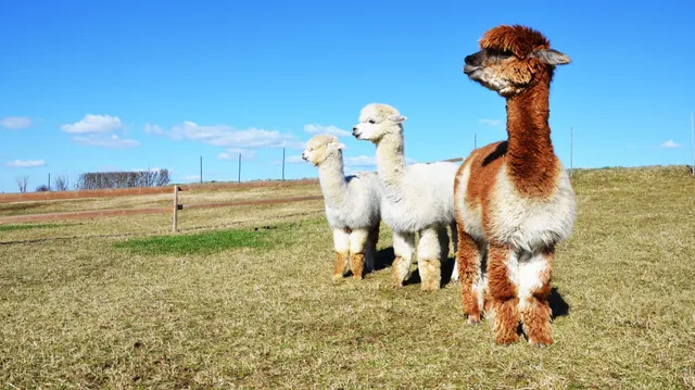 Gemeinde Grafenschlag