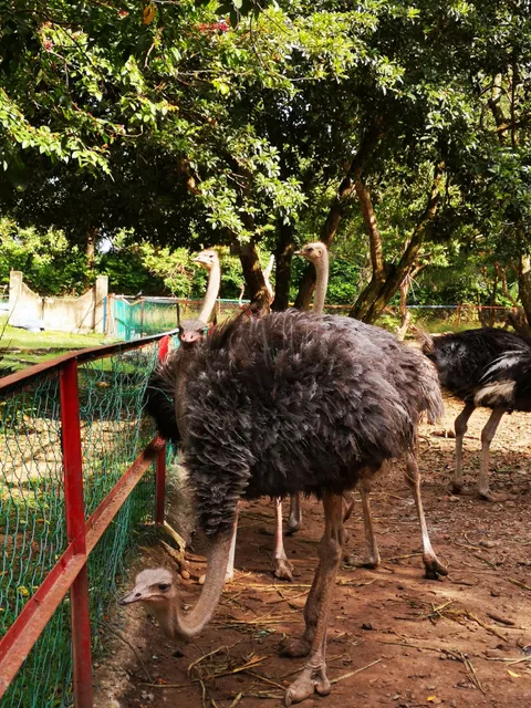 P.D. Ostrich Show Farm