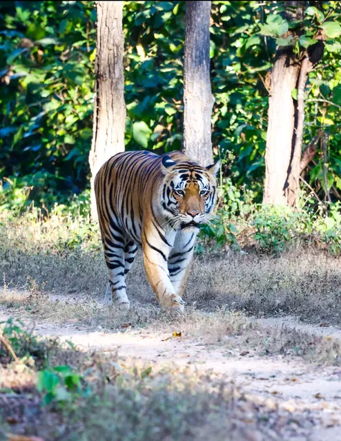 Kanha National park safari booking