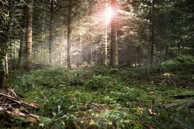 Domaine Provincial de Mirwart