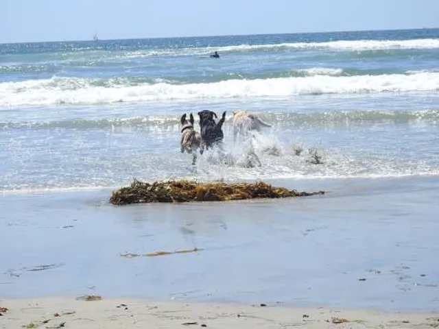 Dog Beach Ocean Beach