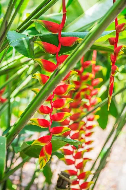 las Heliconias National Park