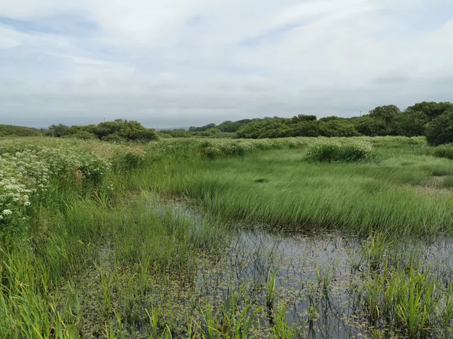 Cors Llangloffan / Llangloffan Fen
