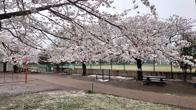 Sakuragawa Park