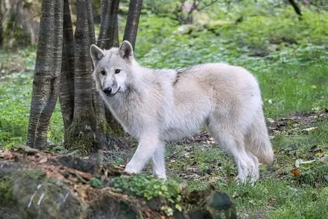 Wolf Park Werner Freund