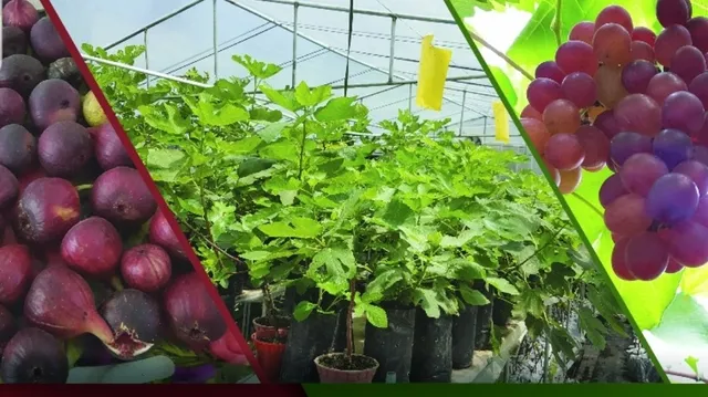 JonGrapevines & Figs Garden