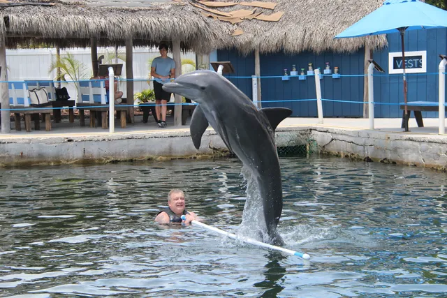 Dolphin Life Key Largo
