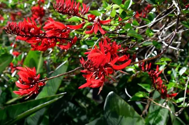 Stirling Civic Gardens
