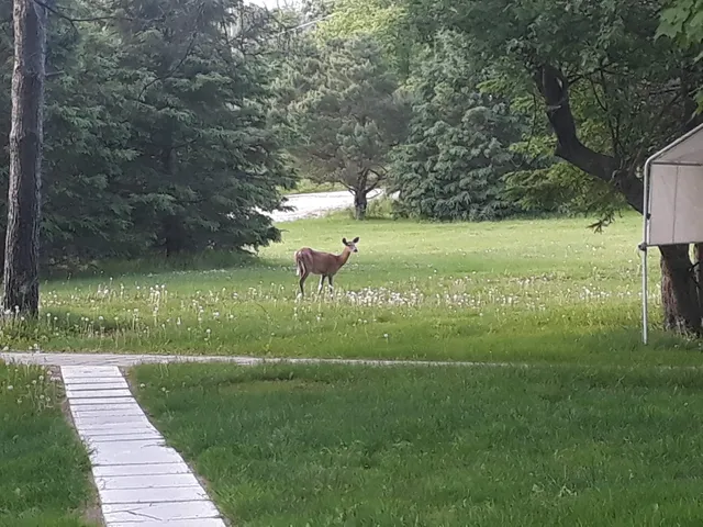Tisarana Buddhist Monastery