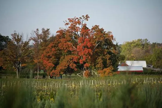 Comfort Maple Conservation Area