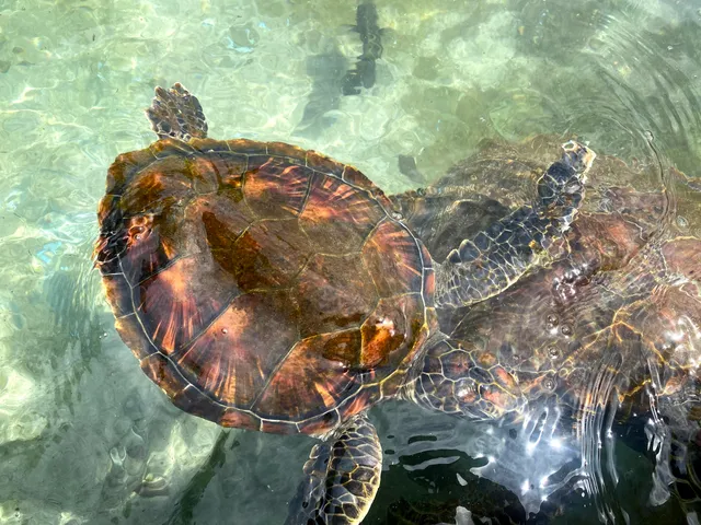 Kuroshima Research Station