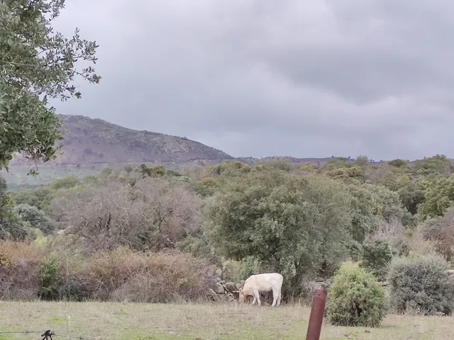 Dehesa de Navalquejigo