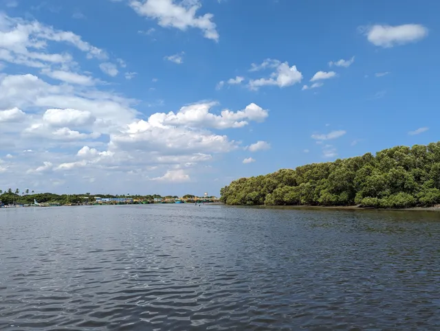 Mangrove Forest Boating