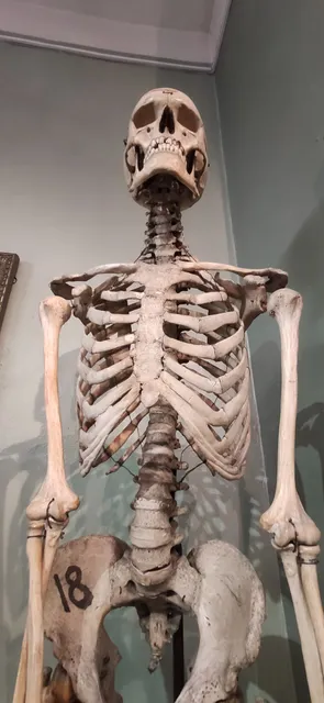 Paula Stradiņa medicīnas vēstures muzejs