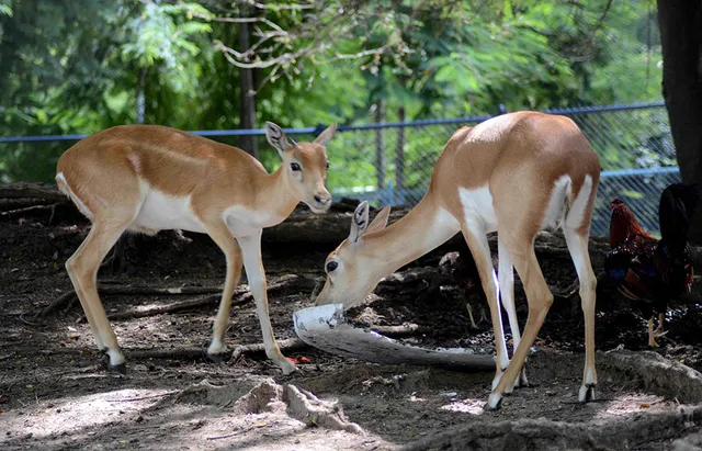 Zoologico De Camaguey